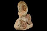 Tall, Jurassic Ammonite (Hammatoceras) Display - France #174928-3